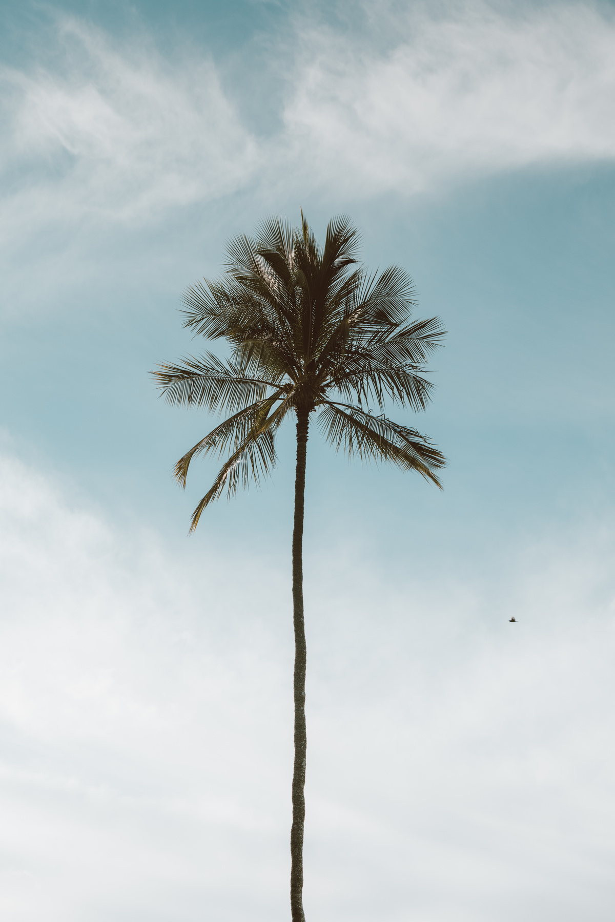 Photograph of a Tall Palm Tree