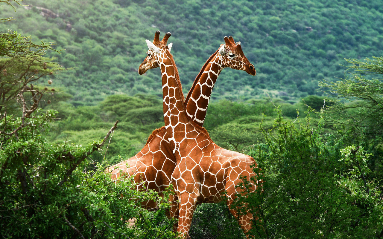 Giraffes Africa wall paper