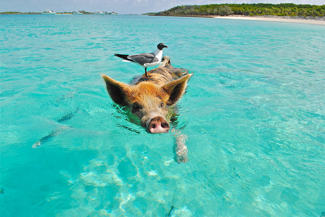 Pig Swimming in the Beach